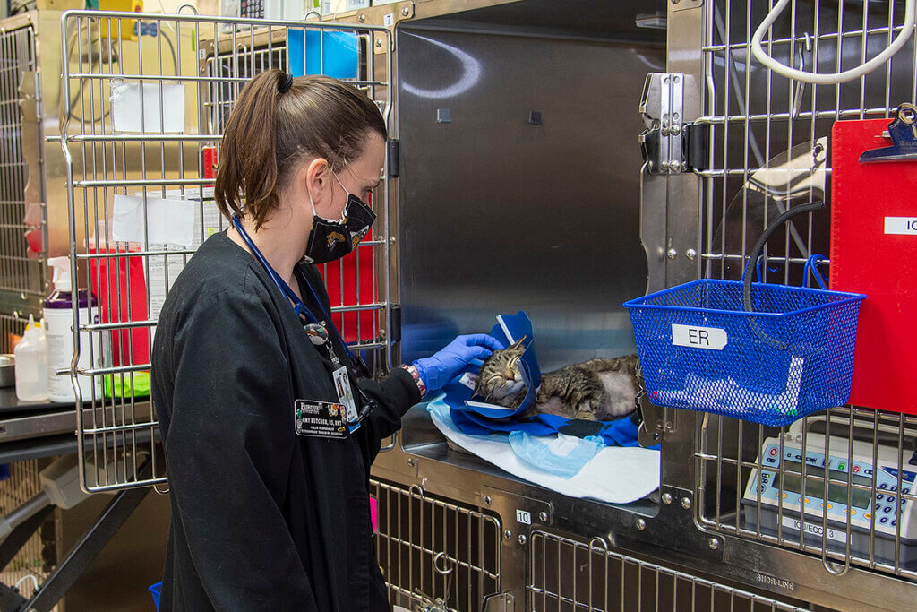 Amy pets Nala the cat's head in the hospital's ICU