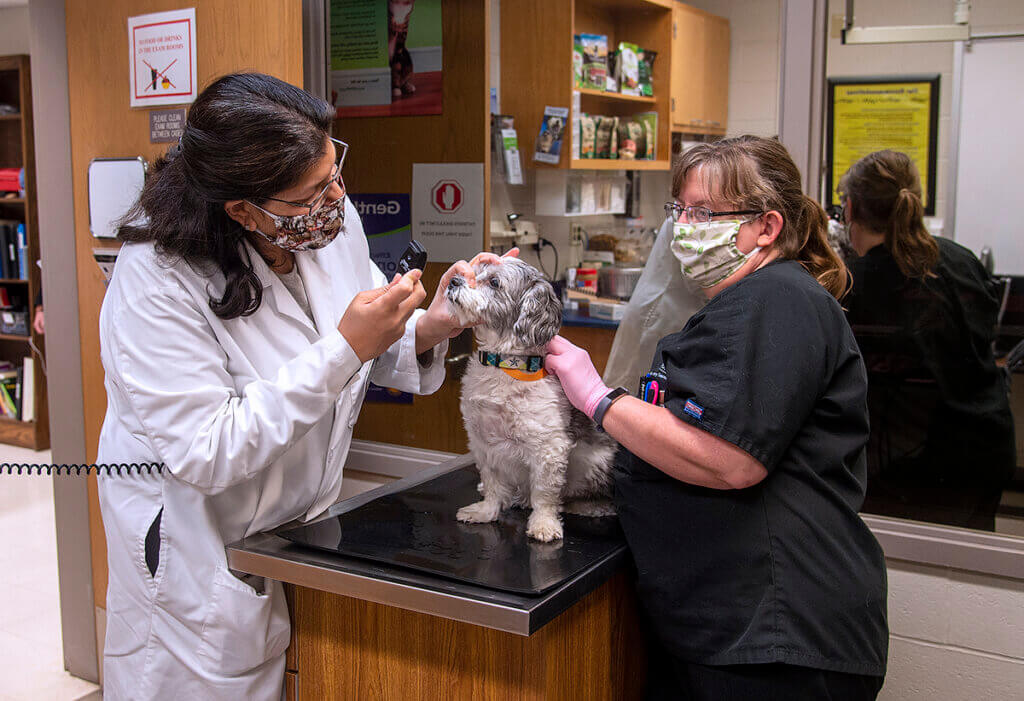 Dr. Rao examines the dog's eyes as Saralyn holds the dog