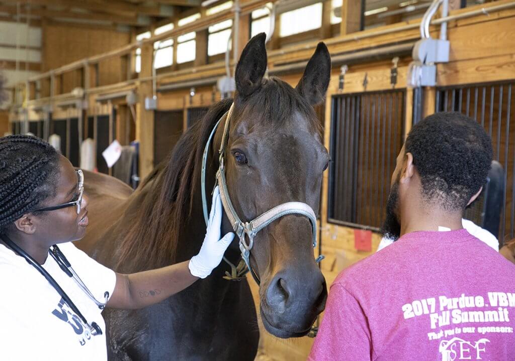 Vet Up participant touches the side of a horse's face as others stand around the horse