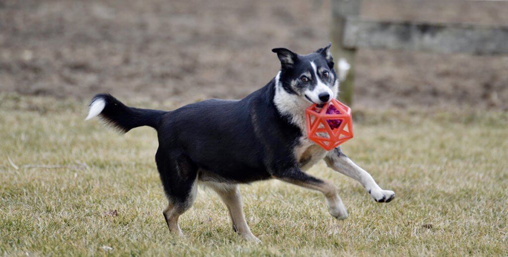 Sheeba pictured running with a toy ball in her mouth