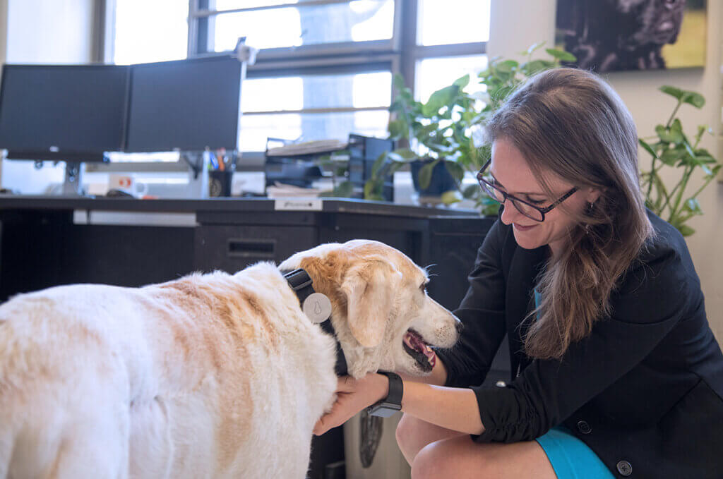 Maggie puts a special tracking collar on Chloe the dog in her lab