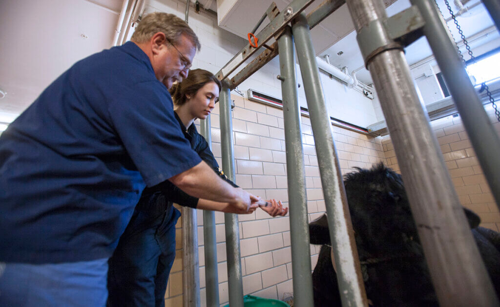 Pat Navarre helps a student with a syringe for a bovine patient