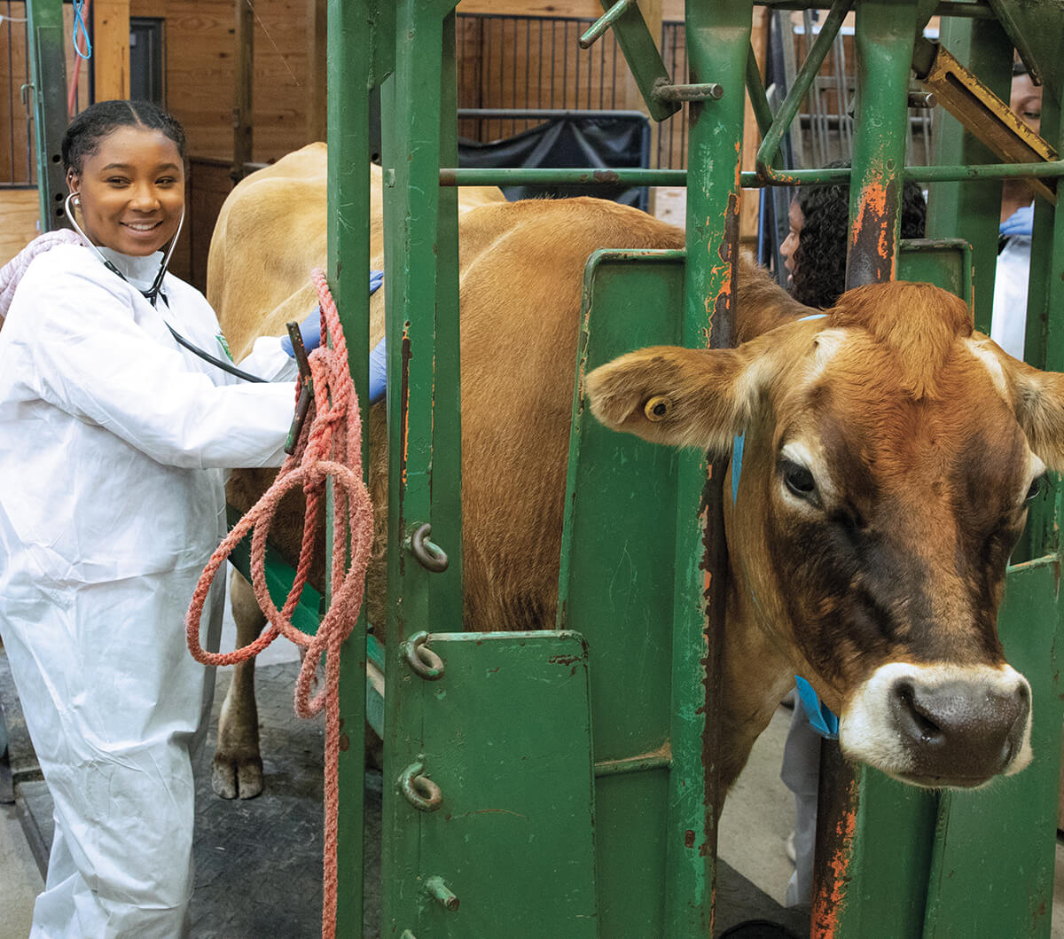 A girl in protective coveralls holds a stethoscope against a cow's side