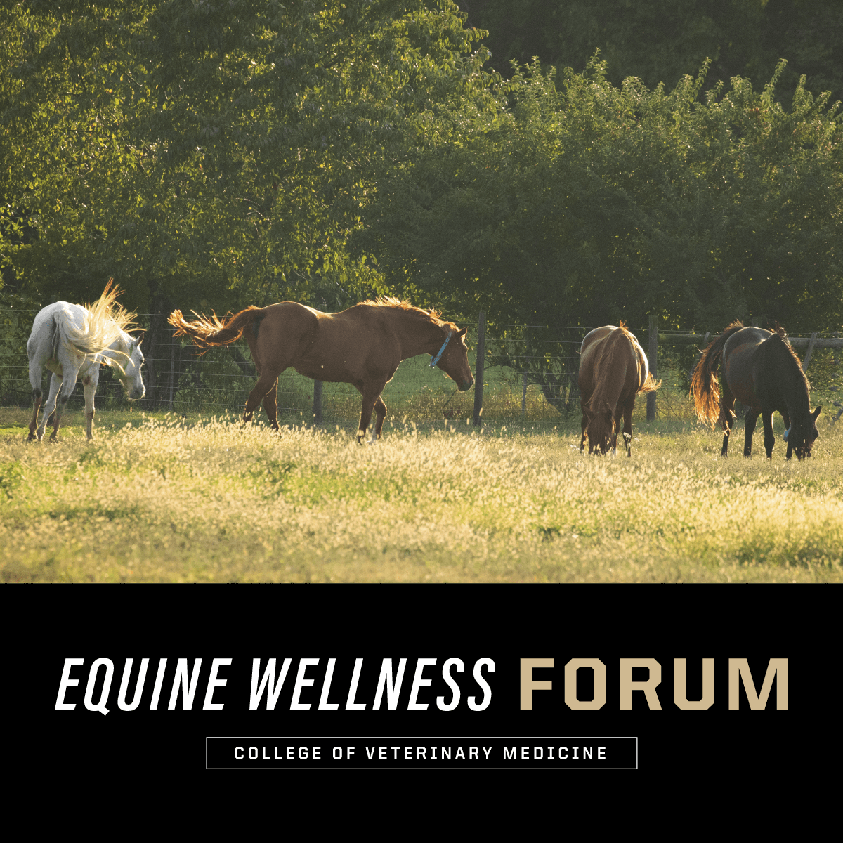 All is Well with Plans for the Equine Wellness Forum Purdue