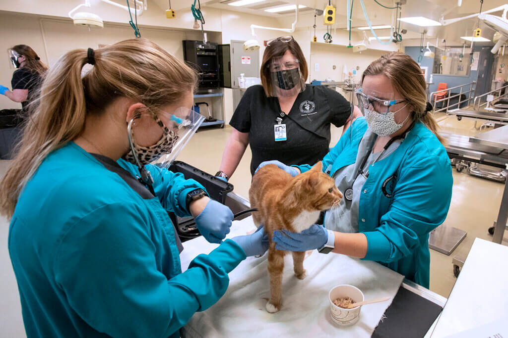 Veterinary Nursing Instructor Jordan Williams watches as students work together to get vitals on a cat