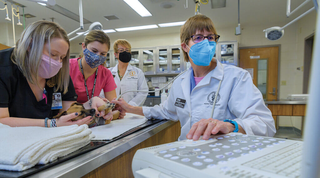 Dr. Knapp works with oncology team to ultrasound a dog in the Purdue University Small Animal Hospital