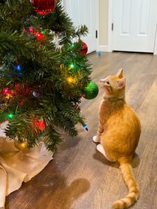 A curious orange cat sits in front of a colorful, decorated Christmas tree.