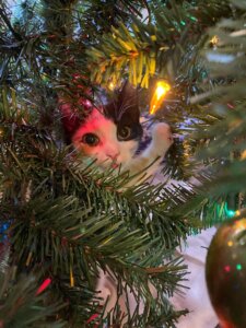 A cat peeks through the branches of a Christmas tree, surrounded by festive decorations and lights.