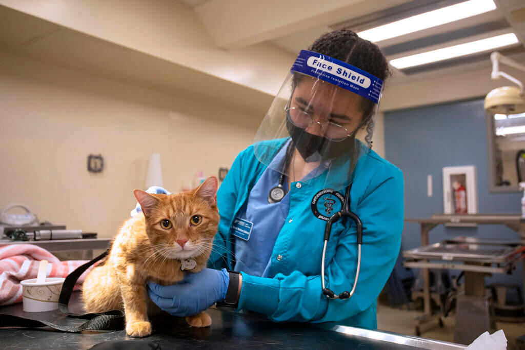 Veterinary Nursing student examines a feline pet professor