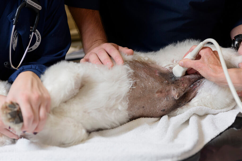 Dr. Knapp holds an ultrasound wand against the dog's abdomen as others assist in holding the dog