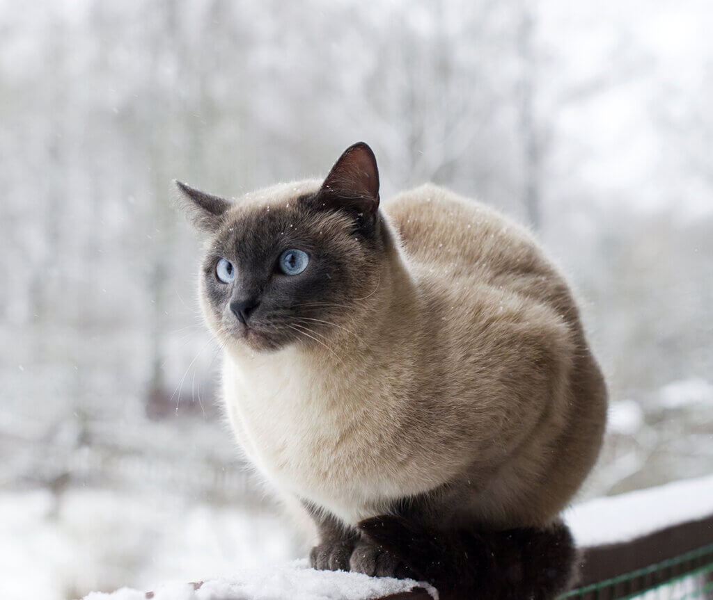 Cat with blue eyes sits on a snow covered railing