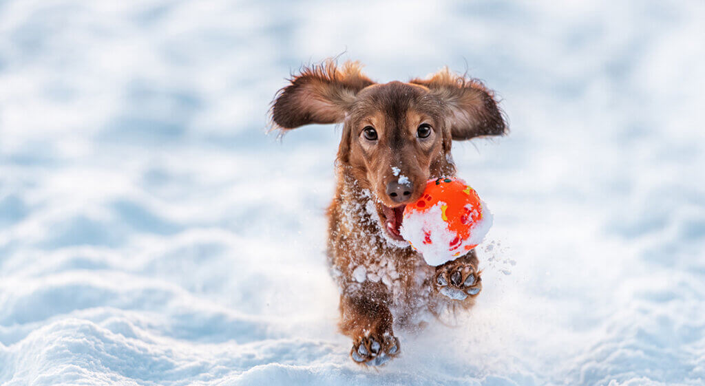 Longhaired Dachshund dog runs with the ball in his mouth with the snow