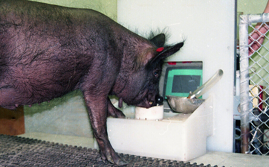 Ebony the pig pushes a joy stick with her snout in front of a small computer screen