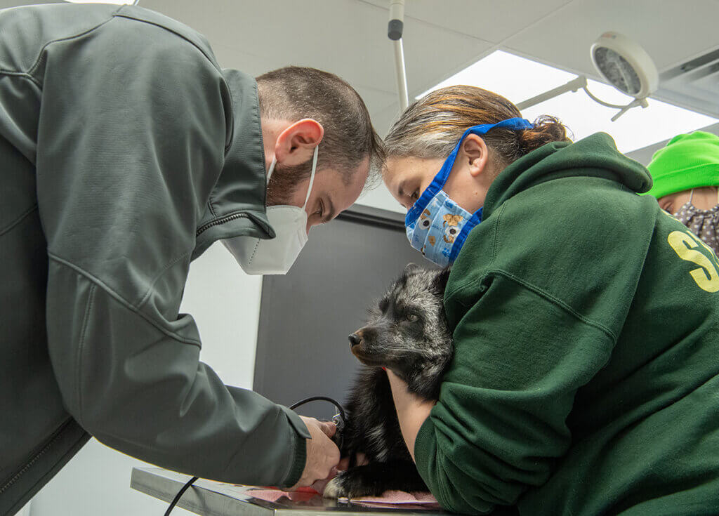 Dr. Fulkerson treats Joker the fox as his handler holds him on an exam table in the Purdue University Veterinary Hospital