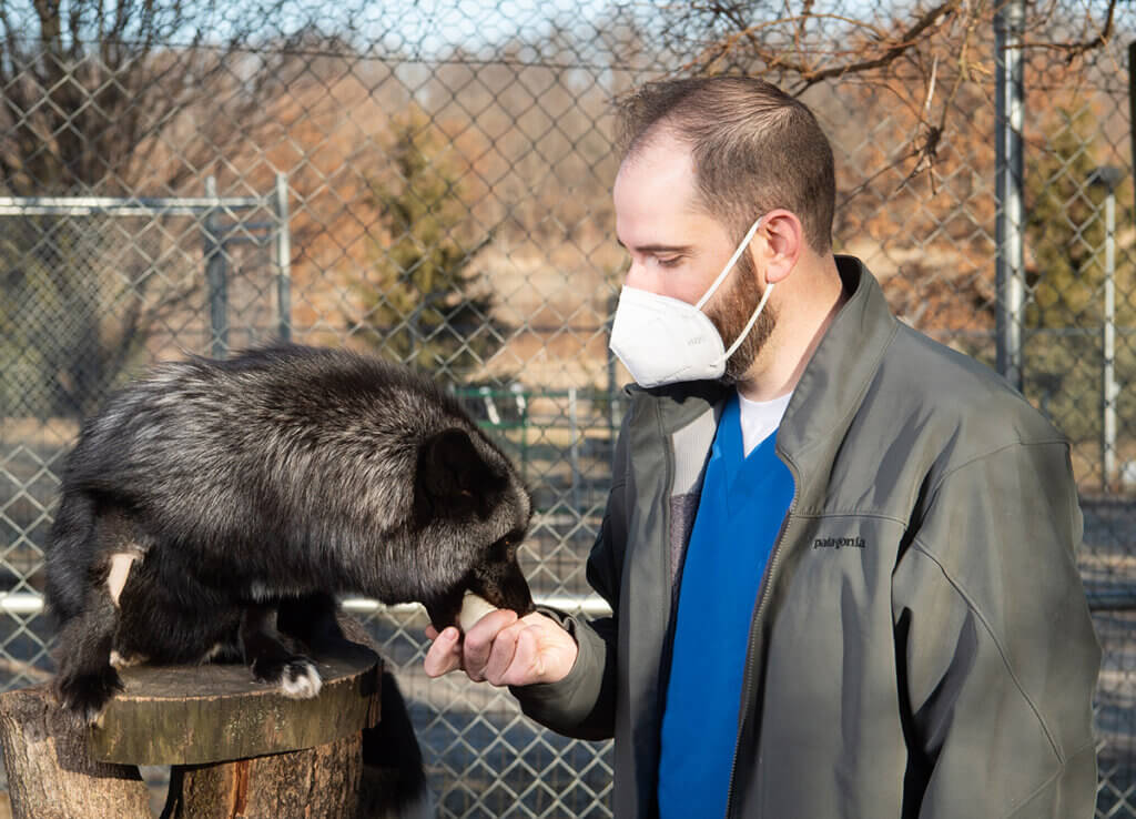 Chris wears a mask outside at Wolf Park as he holds out an egg that Joker the fox puts in his mouth