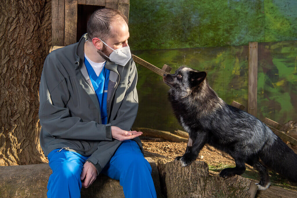 Chris sits beside Joker the fox holding out his hand as Joker stands on a log looking up at him