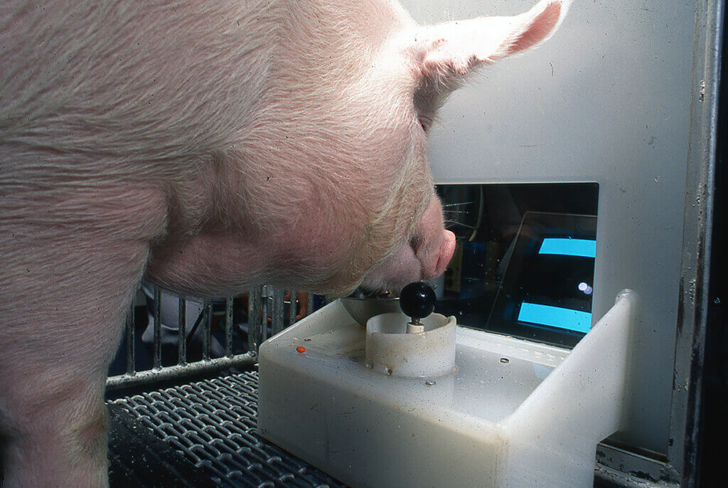Omelette the pig watches the computer screen