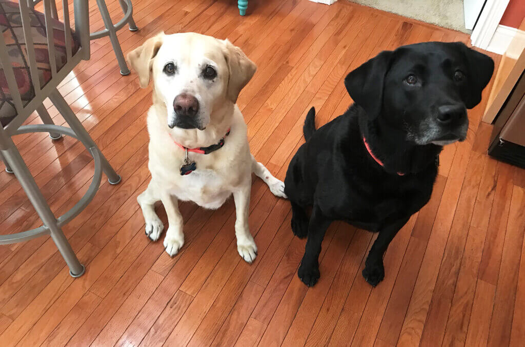 Cooper, a yellow Lab, and Piper, a black Lab, are pictured sitting side by side at home