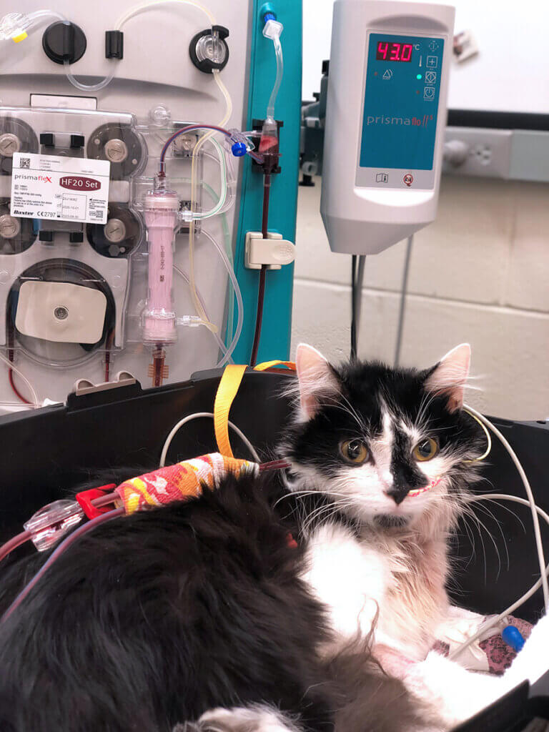 Juniper the cat is hooked up to the hemodialysis machine during a treatment in the hospital