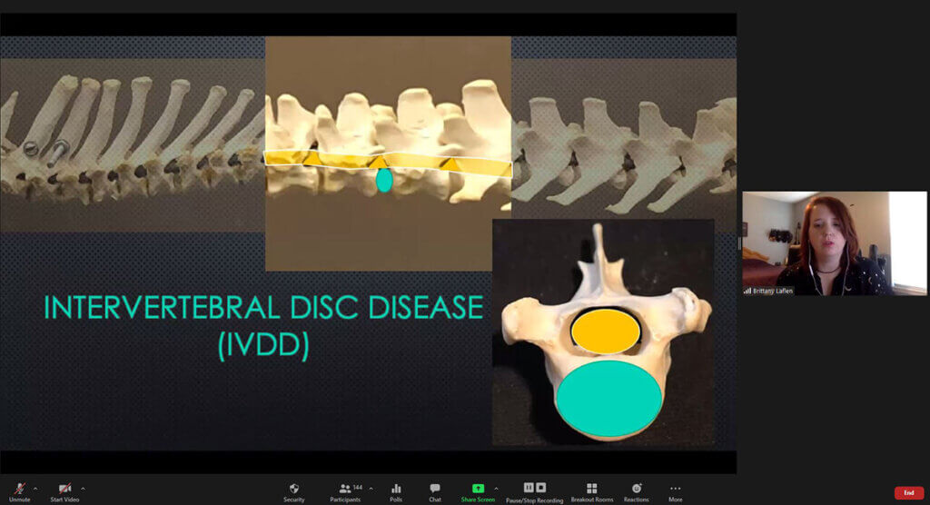 A screenshot of Brittany presenting a virtual lecture with the current slide focusing on intervertebral disc disease