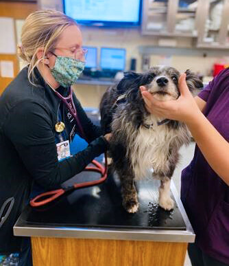 An assitant holds Gracie gently as Dr. Reising listens to her heart