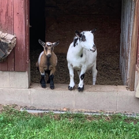 Two goats stand in the doorway of a barn looking out