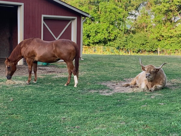A horse and a cow eat outside a barn in the grass