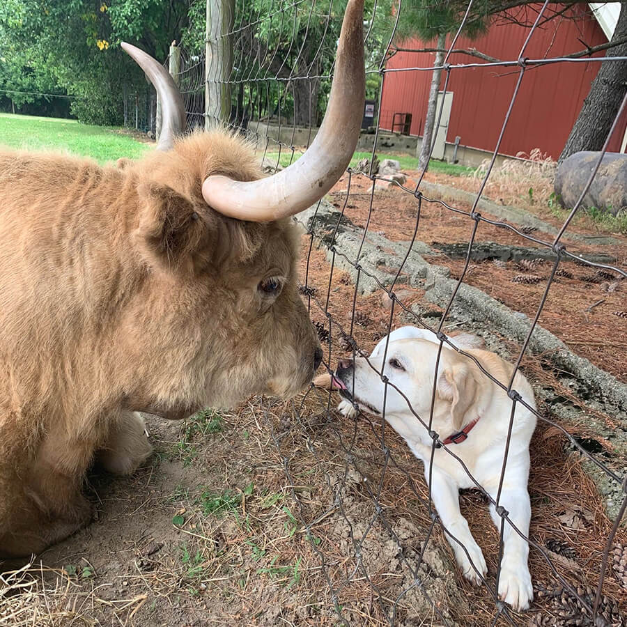 A yellow Lab leans in to kiss a cow through a fence as they both lay down