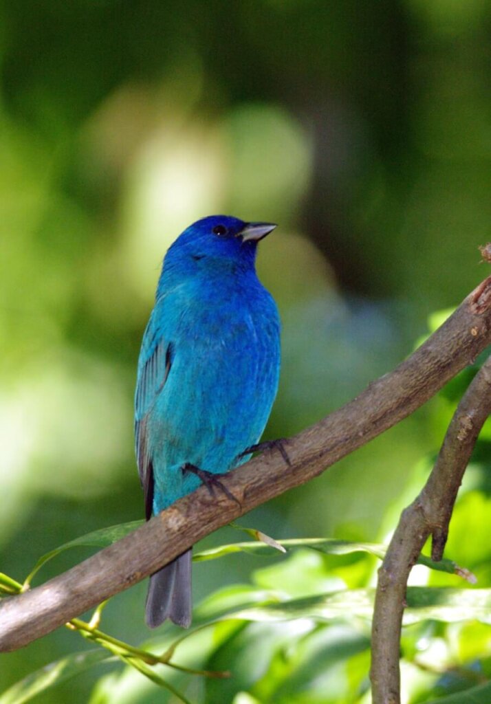 Indigo Bunting