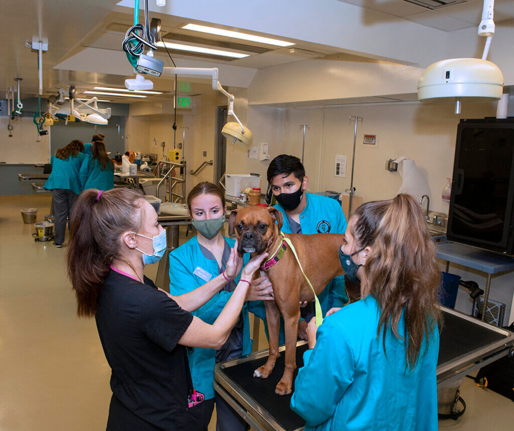 A brown boxer stands on an exam table as a student holds her leash and Mindy gentle touches her hands to either side of the dog's head and veterinary students make sure the dog is safe