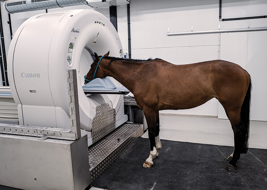 A horse is shown with its head resting on a pillow in the CT machine waiting to be scanned