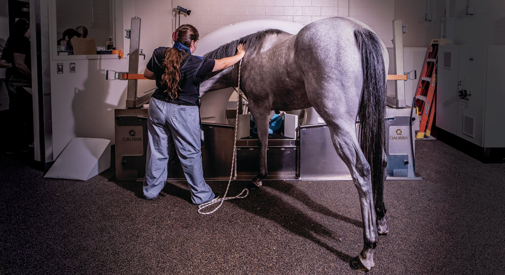 Revolutionizing Patient Care: Caesars Entertainment Equine Specialty  Hospital Second Facility in the Country to Install Large Gantry CT Machine  | Purdue University College of Veterinary Medicine