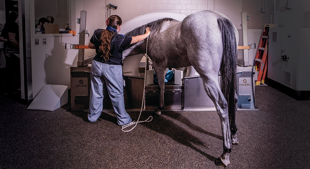 Megan assists keeping a horse steady as its leg is scanned in the CT machine