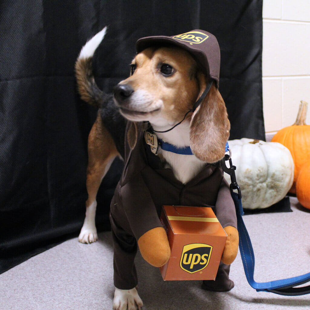 Eddie stands against a backdrop with pumpkins sitting beside him as he stands wearing his costume