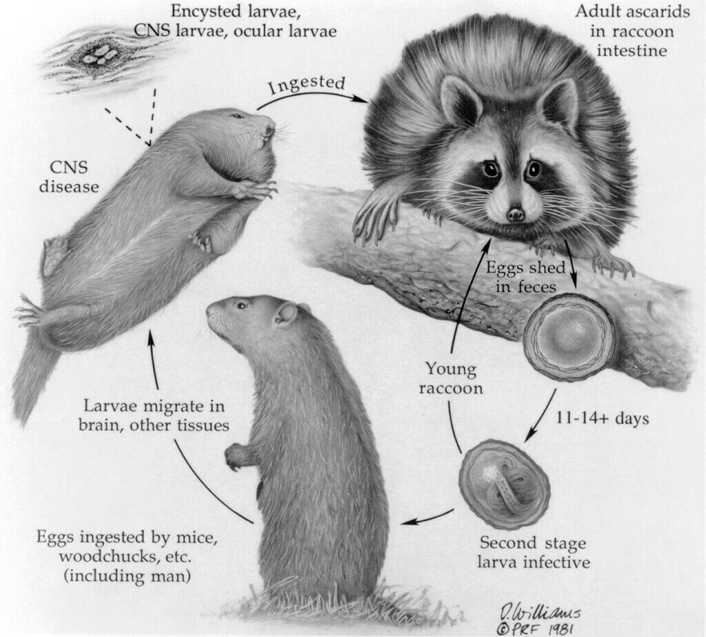 life cycle illustration by David Williams