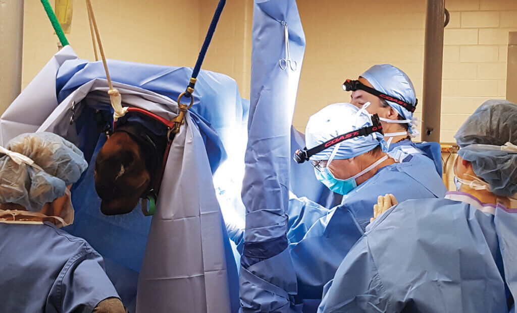 Dr. Adams works with the veterinary team performing surgery on a horse