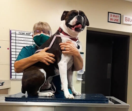 Gwen holds a happy pup on an exam table