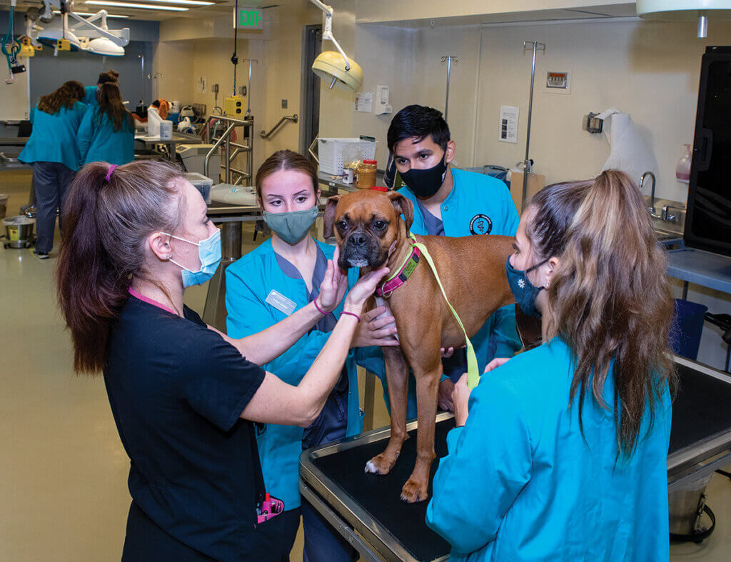 Mindy places her hands on either side of the dog's neck as three veterinary nursing students look on