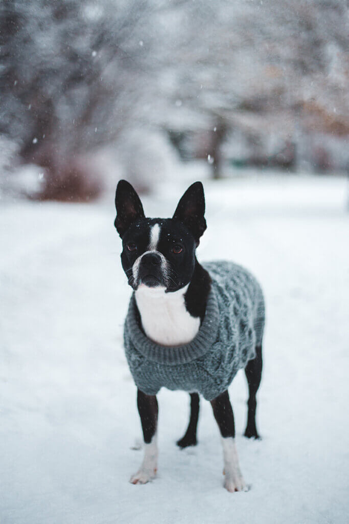 A Boston Terrier stands in the snow wearing a blue sweater
