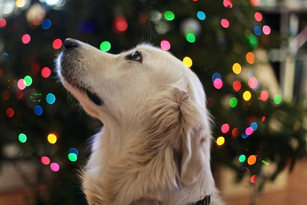 light colored dog in profile with a Christmas tree with colorful lights in the background