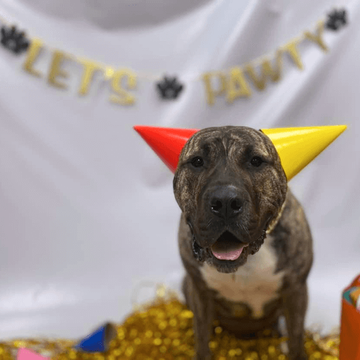 Ethan smiles at the camera with red and yellow party hats on his ears and party decorations in the background