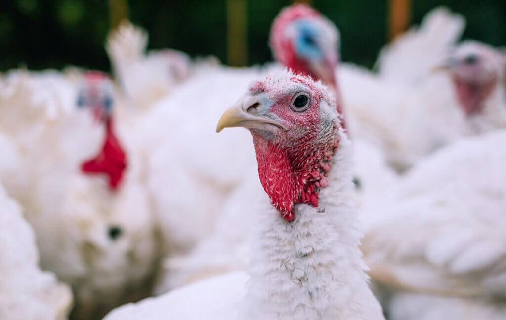 Breeding turkeys on a farm