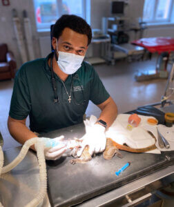 A person in medical attire is focused on performing a procedure on an animal in a veterinary clinic setting.