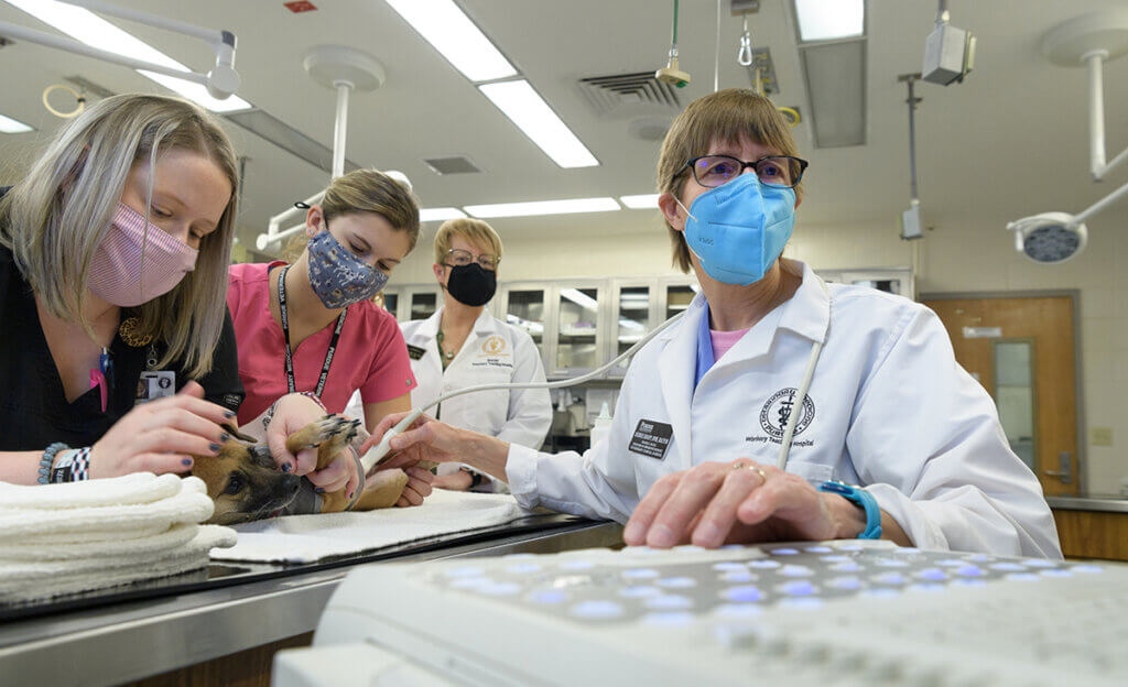 Dr. Knapp performs an ultrasound on a dog as colleagues assist