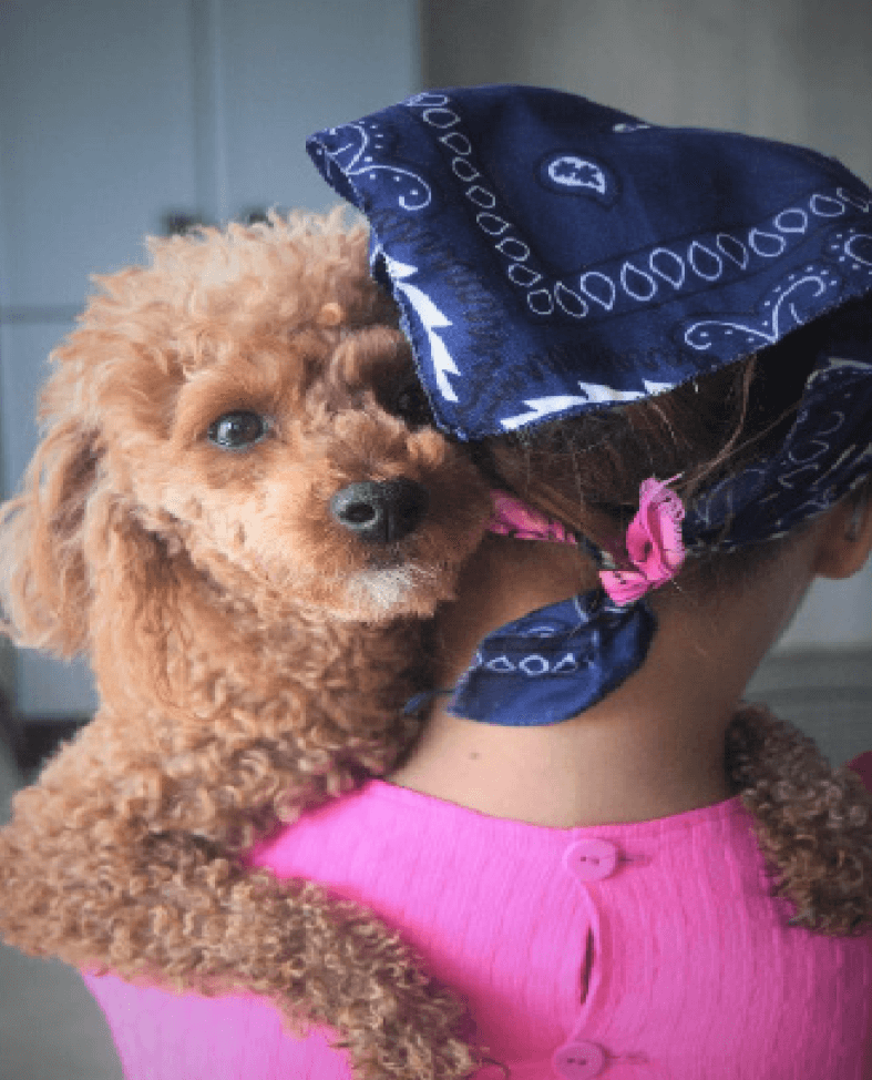 A poodle looks into the camera as its held by a girl wearing a bandana in her hair