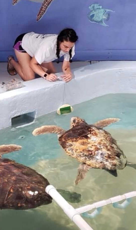Katie leans forward on the side of a large aquarium holding a target down into the water as a sea turtle swims toward it