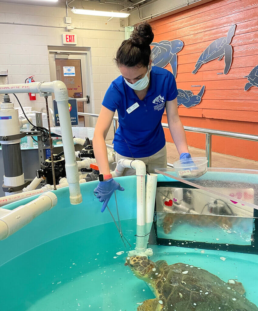 Katie wears a mask as she feeds a sea turtle inside a large aquarium pool