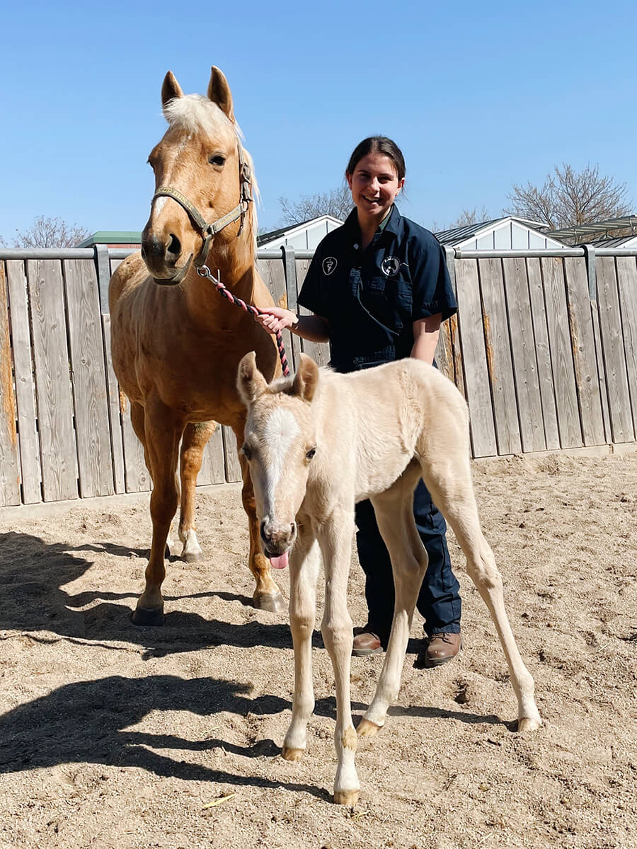 Katelyn smiles as she holds the reigns of Seven Up with her foal standing in front with its tongue sticking out