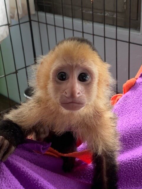 A monkey looks at the camera from inside his enclosure