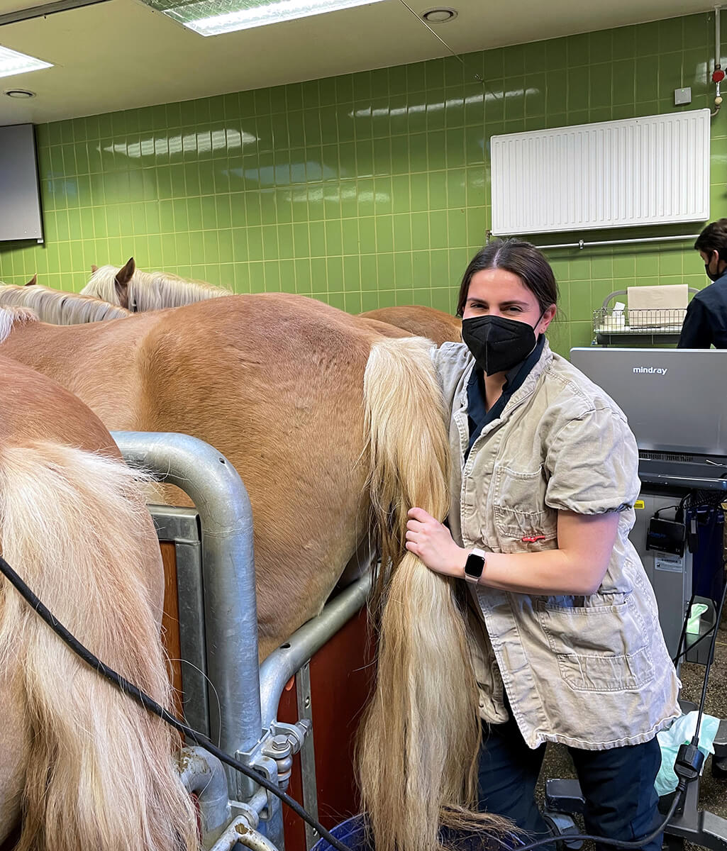 Katelyn wears a face mask as she palpates a horse